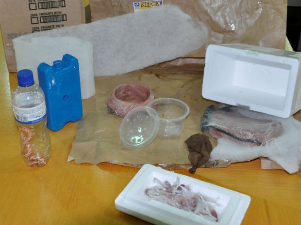 Polícia também encontrou 18 filhotes de ratos congelados na caixa  (Foto: Divulgação Polícia Militar Ambiental)