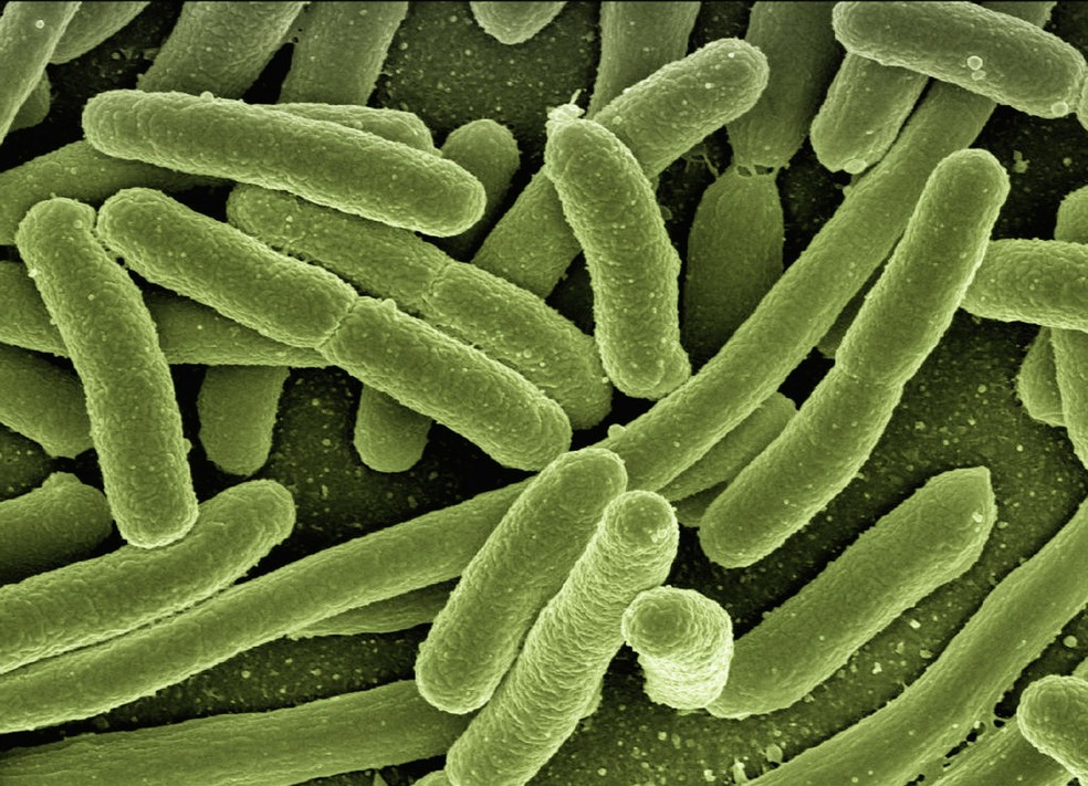 bacteria vista ao microscopio