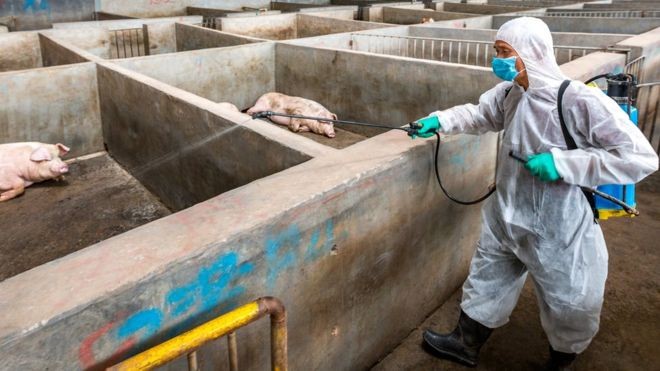 A China alega ter abatido mais de um milhão de porcos, mas analistas acreditam que o número pode estar sendo subnotificado (Foto: Getty Images)