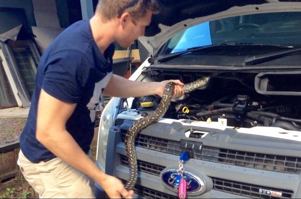 Cobra foi capturada após ser flagrada no motor de veículo na Austrália (Foto: Reprodução/Facebook/Sunshine Coast Snake Catchers)
