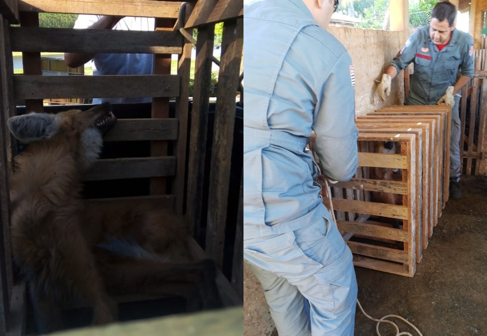 Lobo foi capturado em gaiola de ovelhas em Paranapanema — Foto: Arquivo pessoal