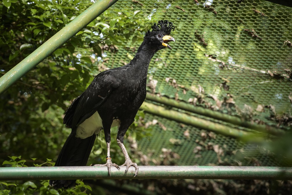 Projeto de Soltura do Mutum-de-Penacho é uma iniciativa para a preservação da espécie na área de influência da Usina Hidrelétrica de Porto Primavera — Foto: Luciano Candisani