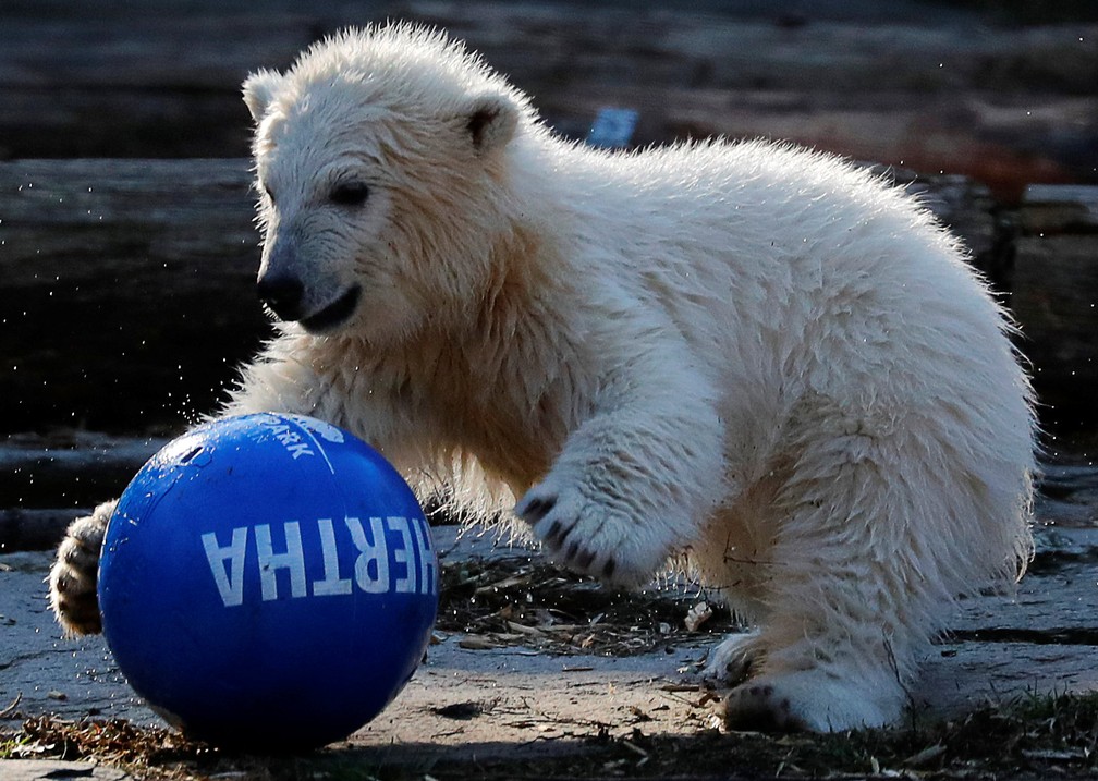 Ursa é a primeira fêmea da espécie a nascer no zoo Tierpark de Berlim — Foto: Hannibal Hanschke/Reuters