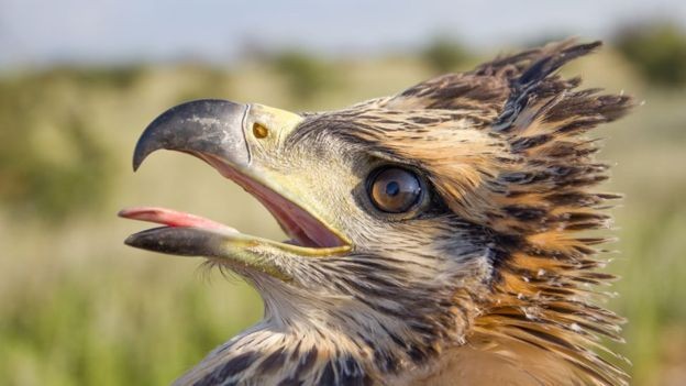 A espécie corre risco de extinção, segundo a União Internacional para a Conservação da Natureza (Foto: ARQUIVO PESSOAL)