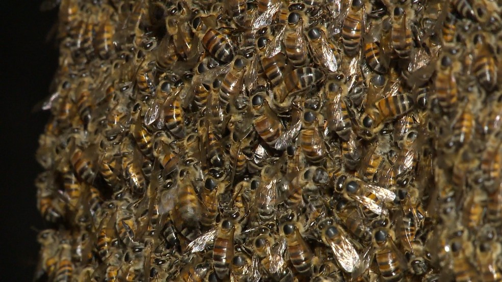Enxame de abelhas. — Foto: Reprodução/TV Gazeta