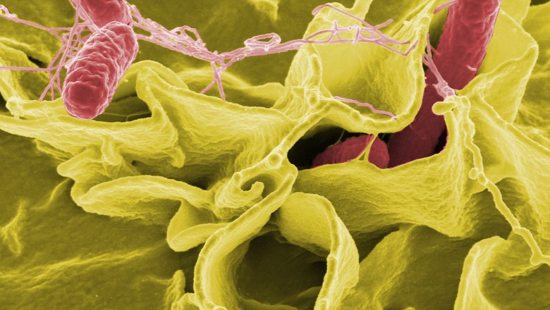 Imagem colorida eletronicamente mostra uma Salmonella Typhimurium (em vermelho) invadindo células humanas (Foto: Creative Commons/Rocky Mountain Laboratories)