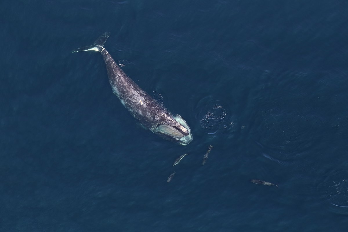 Aquecimento do Atlântico Norte está forçando baleias a buscarem novos habitats (Foto: Allison Henry/NOAA)