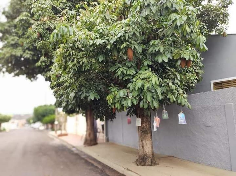 Árvore de livro em Ourinhos (SP) — Foto: Arquivo Pessoal