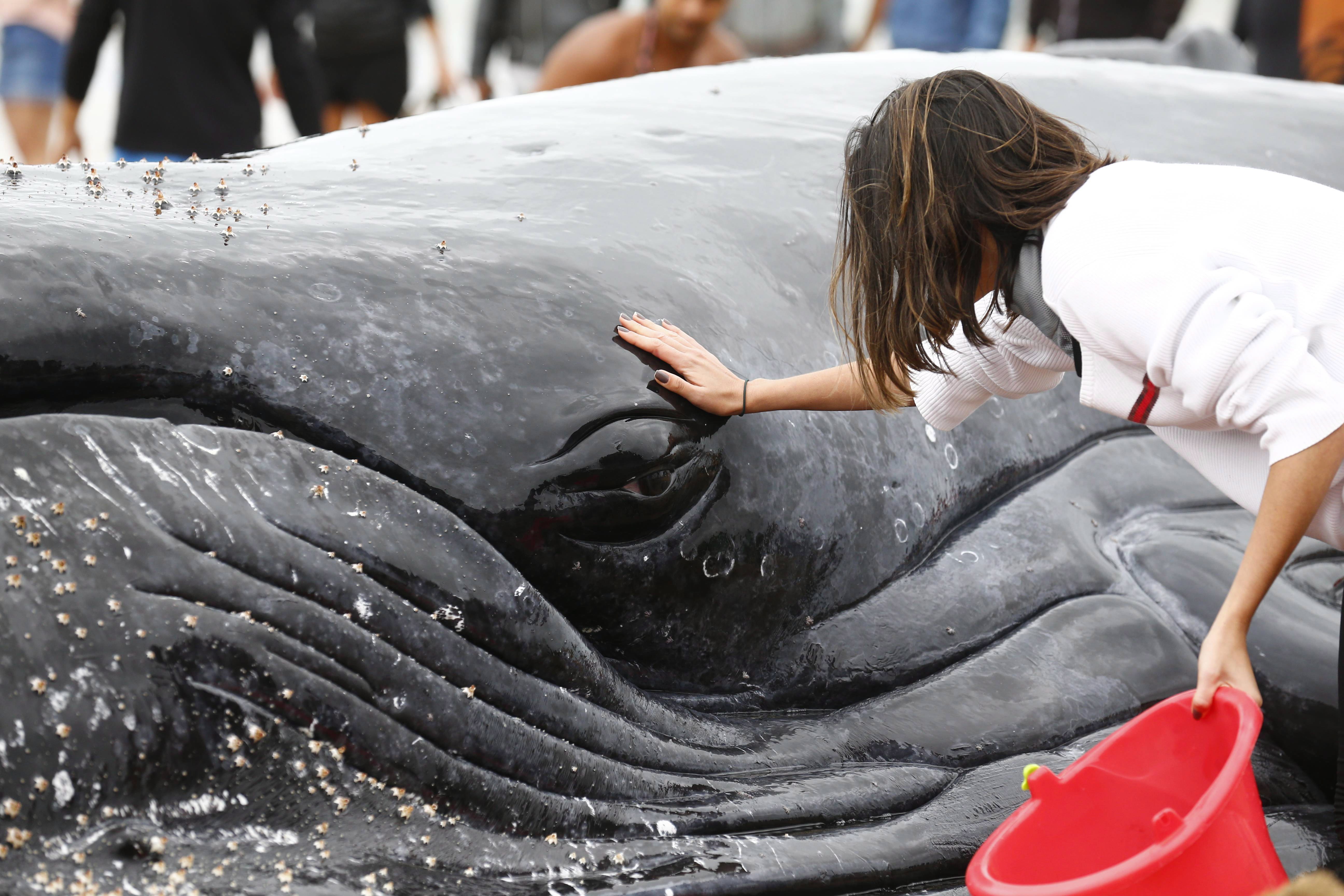 Baleia jubarte sendo resgatada em Búzios (Foto: Pablo Jacob / Agência O Globo)