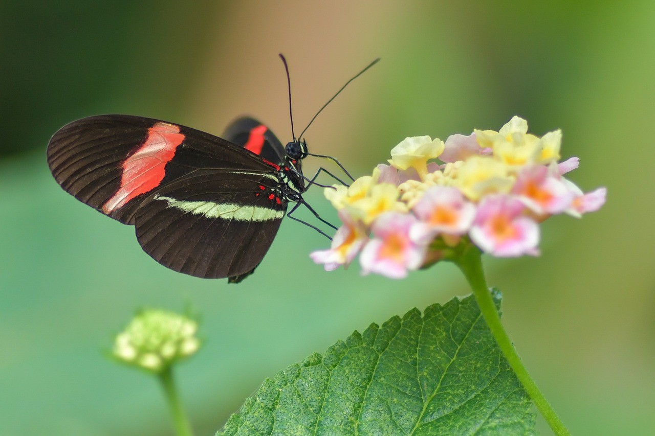Ter um jardim com flores em casa também é uma ótima forma de ajudar outros insetos polinizadores (Foto: christels/ Pixabay/ CreativeCommons)