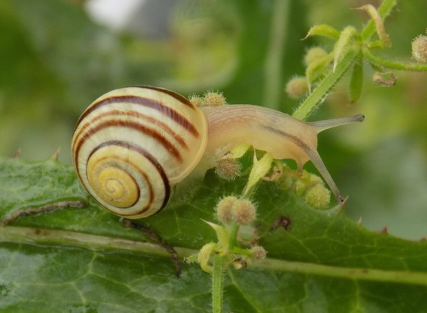 snail (Foto: Getty Images/iStockphoto)