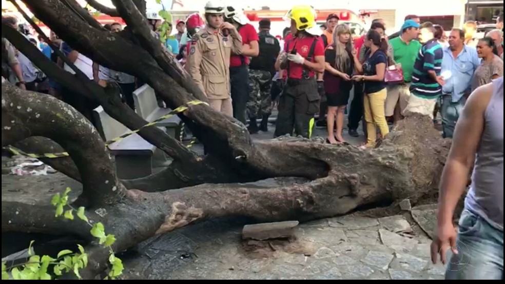 Árvore caiu sobre idoso em praça no Mercado Público de Mangabeira, em João Pessoa (Foto: Reprodução/TV Cabo Branco)