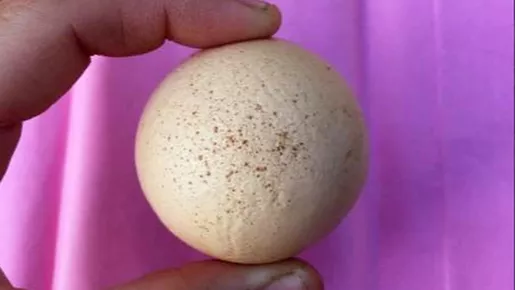 Galinha bota ovo 'perfeitamente redondo', e família põe à venda por R$ 2 mil