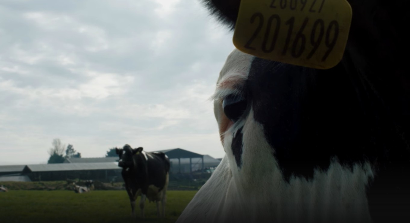 Filme apresentado em Cannes mostra o mundo do ponto de vista de uma vaca (Foto: Reprodução/Festival de Cannes)
