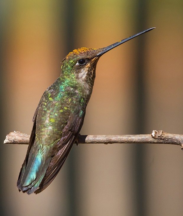G1 - Beija-flor-rubi e chifre-de-ouro são registros de destaque de ...