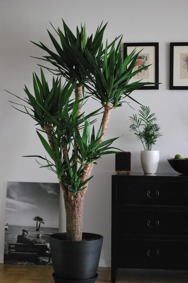 Conheça a Yucca, planta resistente e fácil de cuidar - Casa Vogue |  Paisagismo