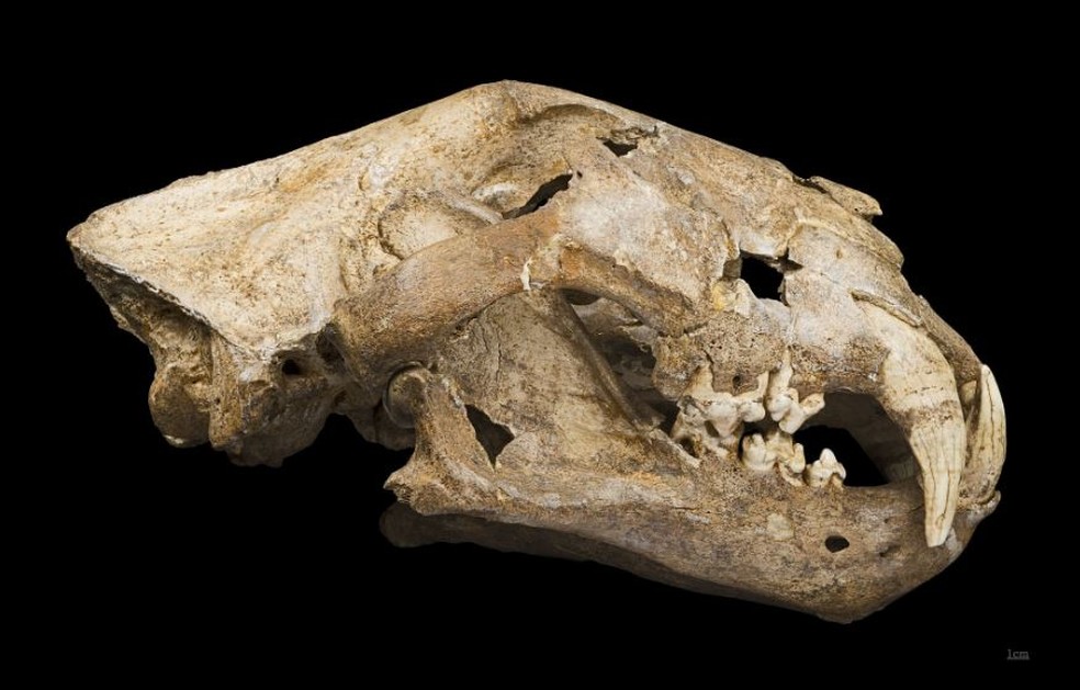 Crânio de leão-das-cavernas é encontrado na Sibéria — Foto: Didier Descouens/CC BY-SA 4.0