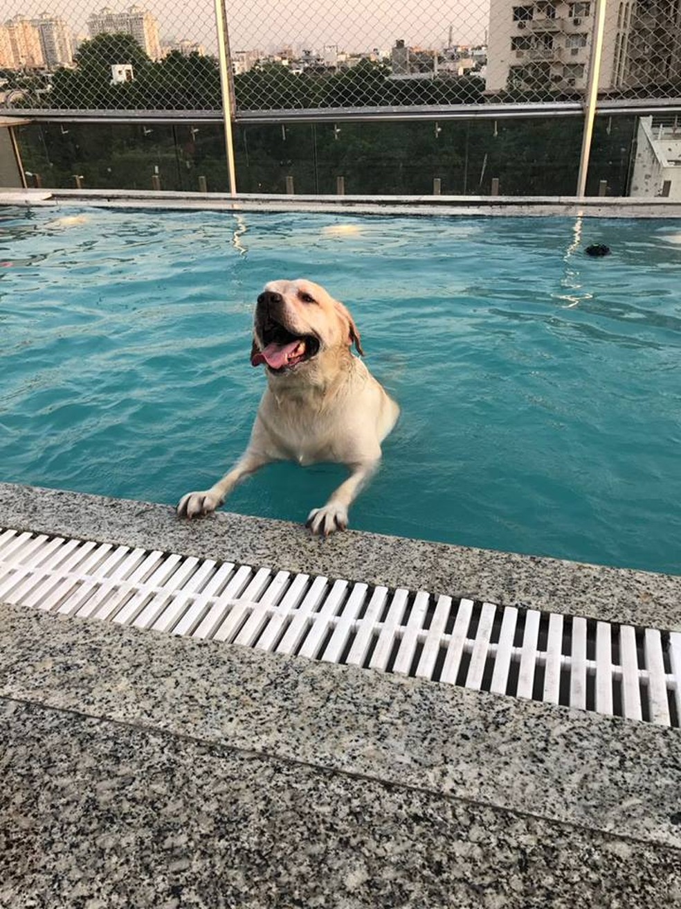 Cachorro toma banho em piscina de hotel de luxo na Índia (Foto: Critterati/Divulgação)