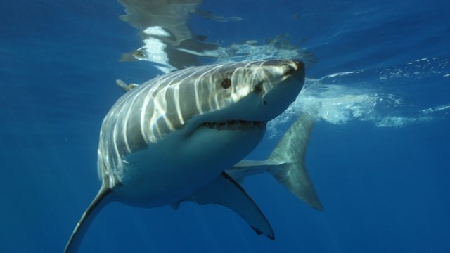 A pesquisa analisou tubarões brancos na costa do México (Foto: Pexels/ Oleksandr Sushko/ CreativeCommons)