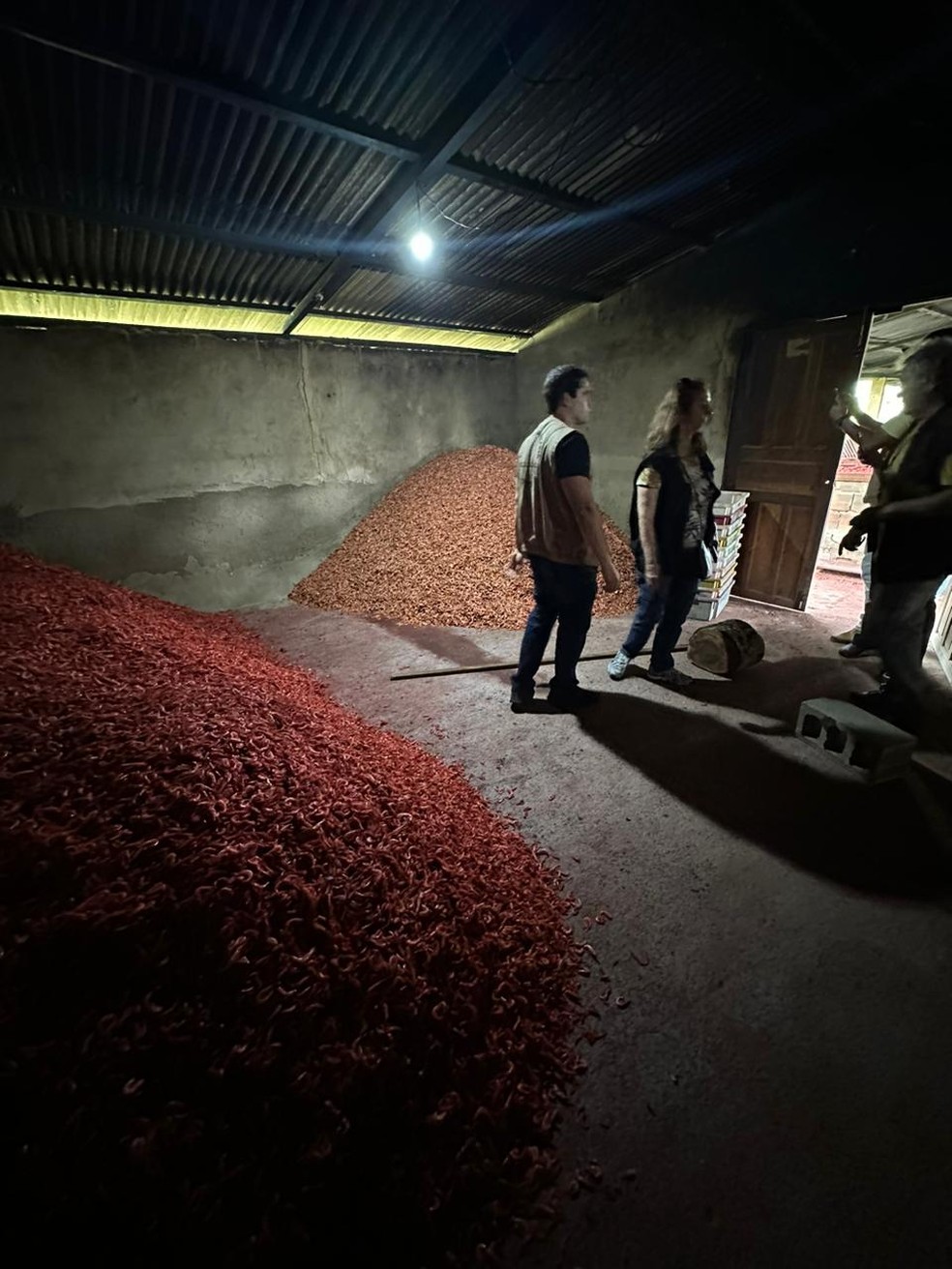 Camarões estavam armazenados no chão em frigorífico ilegal em Campos — Foto: Polícia Federal