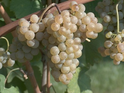 Alvarinho: vinhos com potencial de guarda