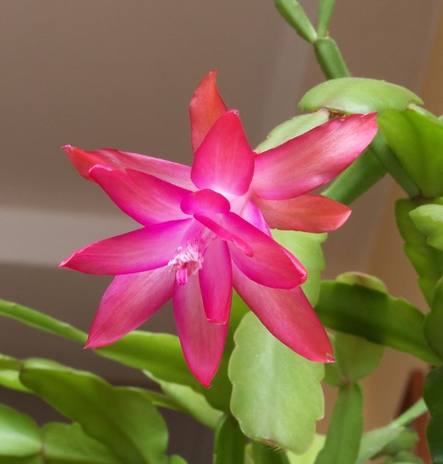 Flor-de-maio: aprenda como cultivar e cuidar da espécie - Casa e Jardim |  Plantas