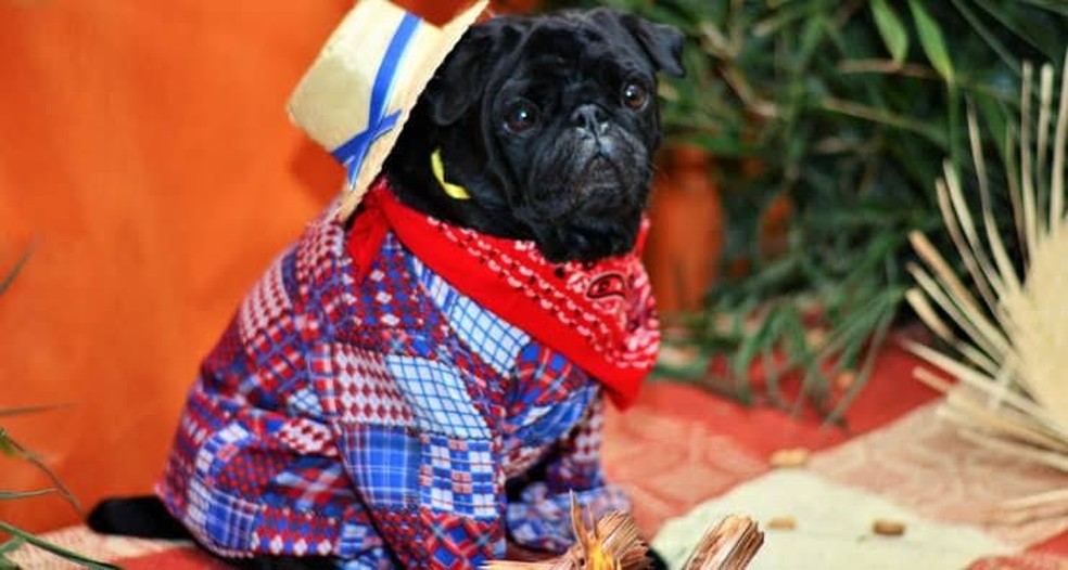 Festa junina para pets — Foto: Foto: Divulgação 