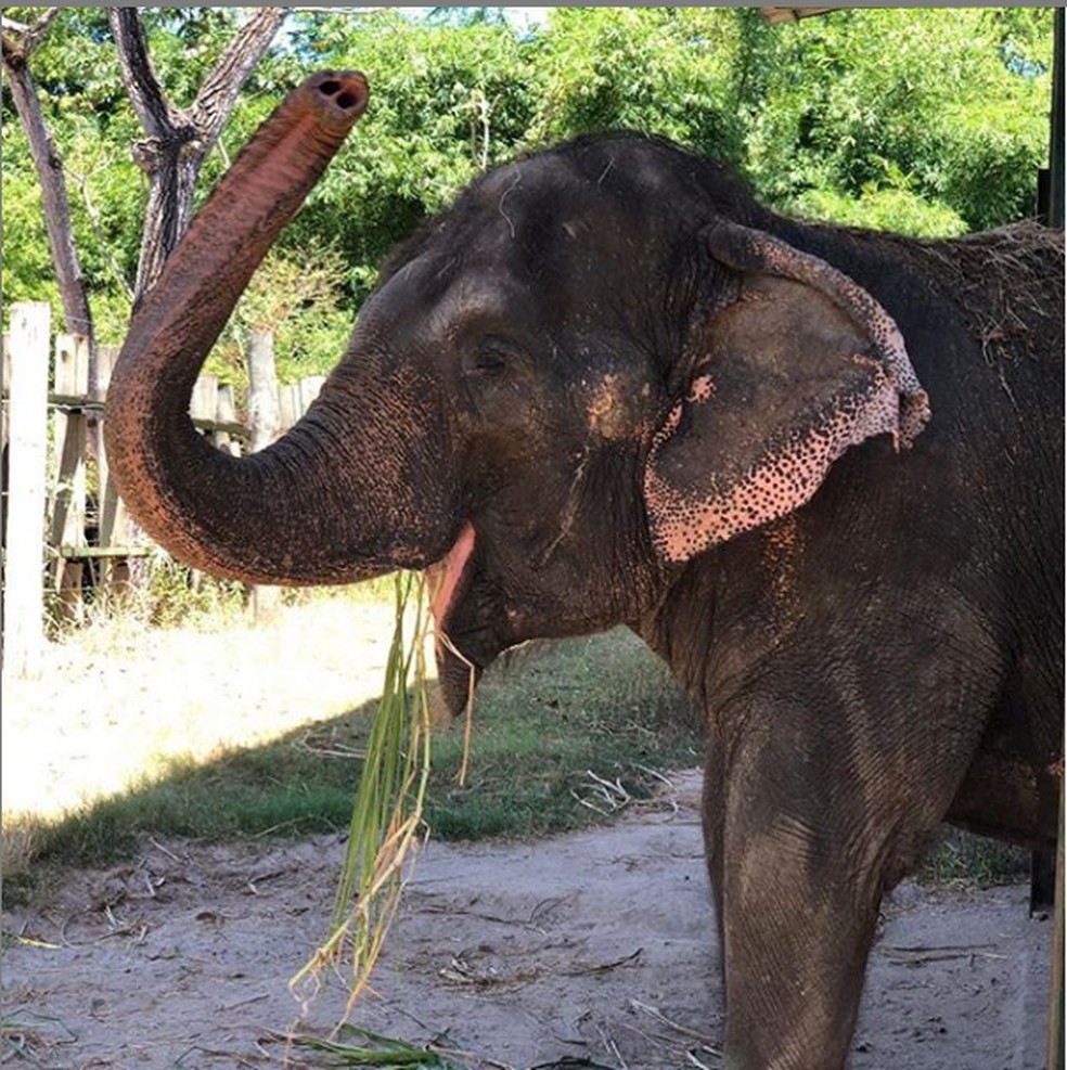 Elefanta Lady  Foto: Instagram/Reproduo