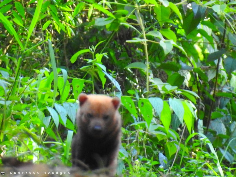 Um Dos Canideos Mais Raros Do Brasil E Avistado Em Parque No Rs Terra Da Gente G1