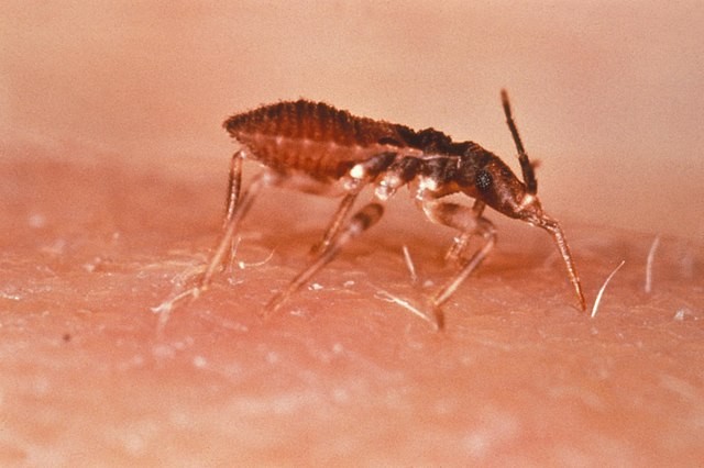 Barbeiro – Triatoma infestans (Foto: Domínio Público/ WikimediaCommons)