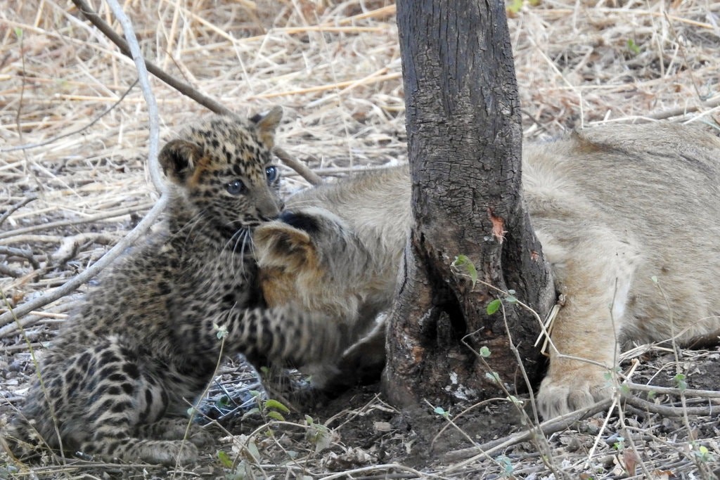 Relação entre mãe e filhote surpreendeu os pesquisadores (Foto: Ecosphere)