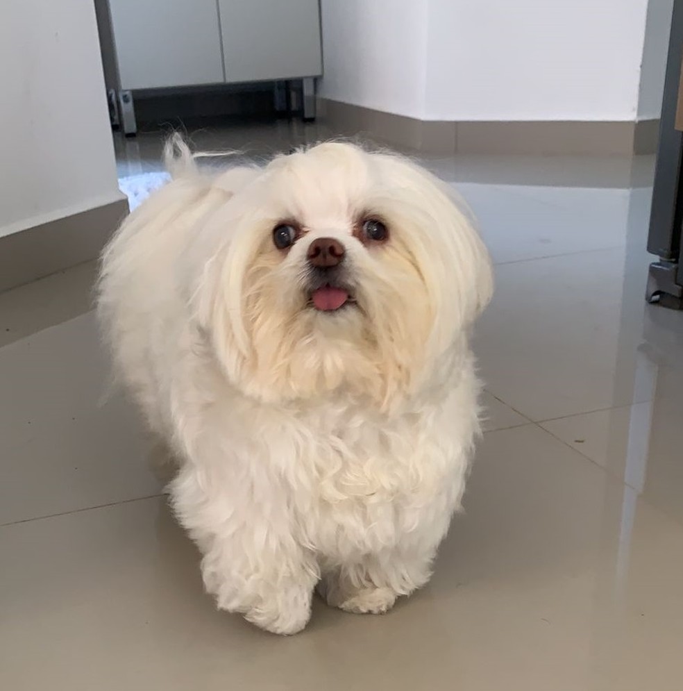 A cachorrinha Olívia foi diagnosticada com catarata. Três anos depois, ela continua fazendo tratamento ocular — Foto: Marcela Olivieri/Arquivo pessoal