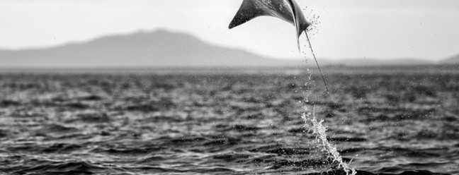 Martin Broen captou o voo de uma raia em alto mar — Foto: Martin Broen/ Sony World Photography Awards