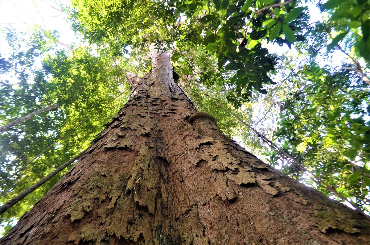 Projeto busca mapear árvores gigantes na Amazônia que podem chegar a 90 metros thumbnail