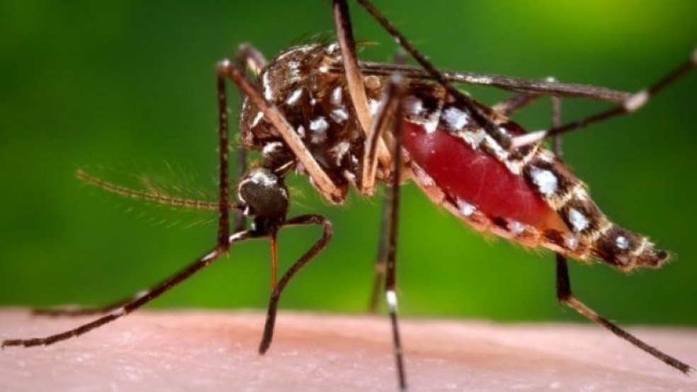 Aedes aegypti Ã© o mosquito transmissor da chikungunya (Foto: SES-RS/DivulgaÃ§Ã£o)
