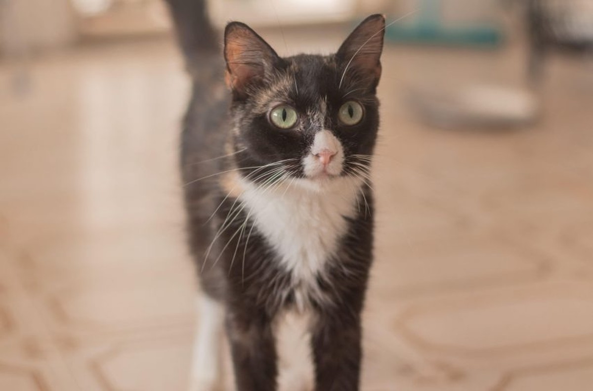 Cães e gatos aguardam novo lar durante feira de adoção em Maceió |  Alagoas