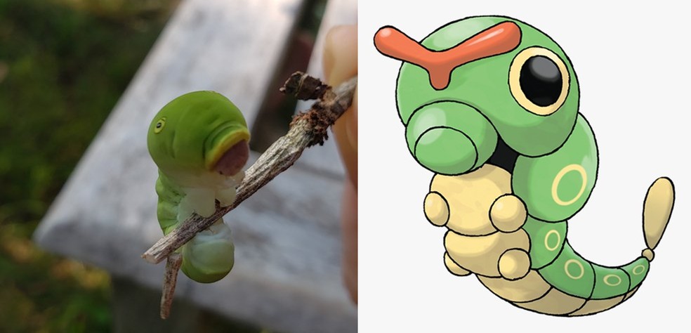 Lagarta exclusiva dos Estados Unidos foi flagrada por Guga Chacra e classificada como Pok&eacute;mon em postagem no Twitter &mdash; Foto: Reprodu&ccedil;&atilde;o/Redes Sociais