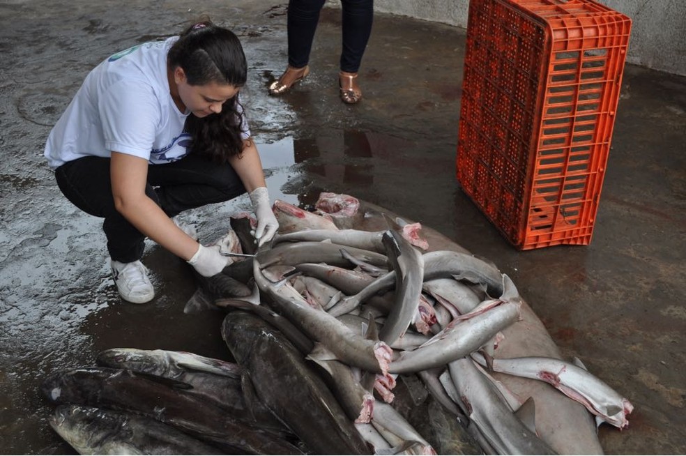 Pesquisadores de 11 centros encontraram tubarões mortos em portos do Amapá ao Maranhão (Foto: Arquivo/Jorge Nunes)