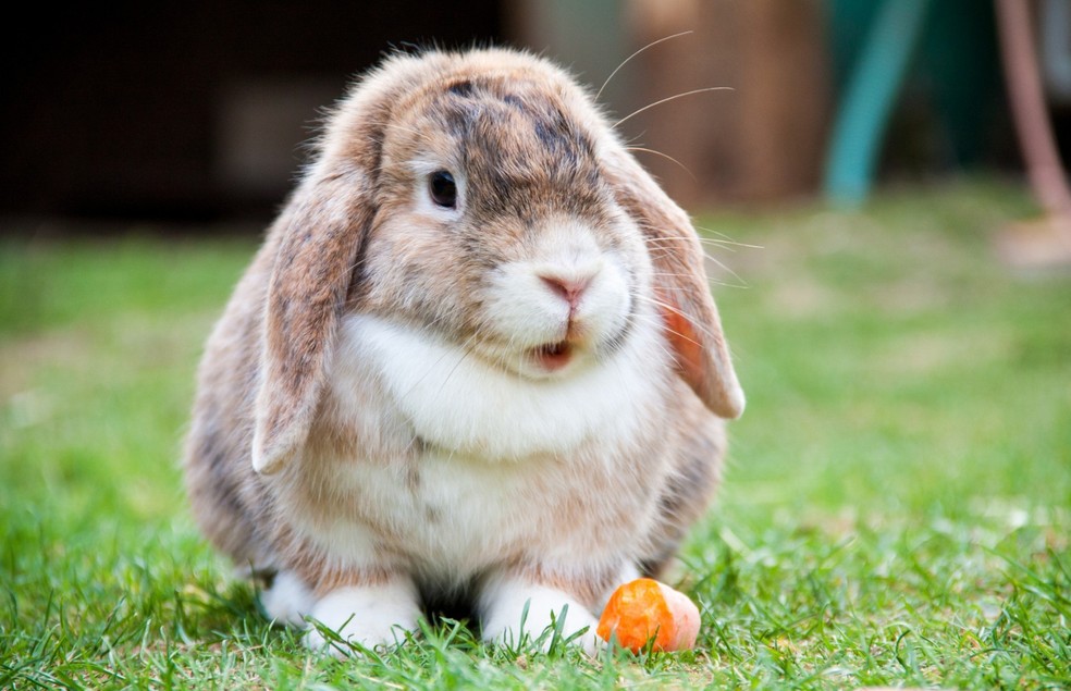 Os tutores que desejam adotar coelhos devem ter em mente quais são as necessidades da espécie — Foto: Canva/ Creative Commoms