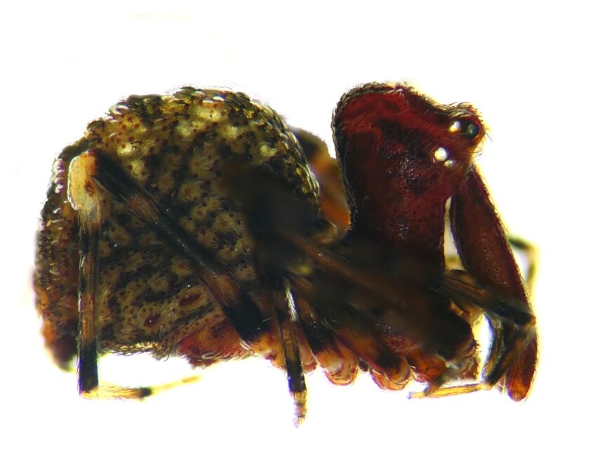 Cientistas encontram dois espécimes vivos de aranha australiana considerada extinta (Foto: South Australian Museum)