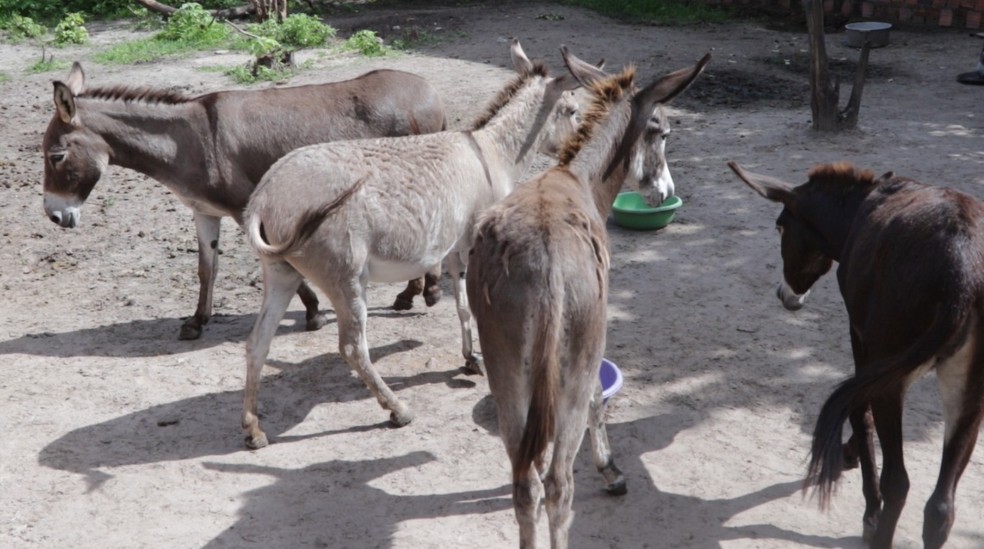 Professor resgata jumentos vítimas de maus-tratos em São Luís; mais de dez animais já foram retirados do abandono — Foto: Adriano Soares / Grupo Mirante