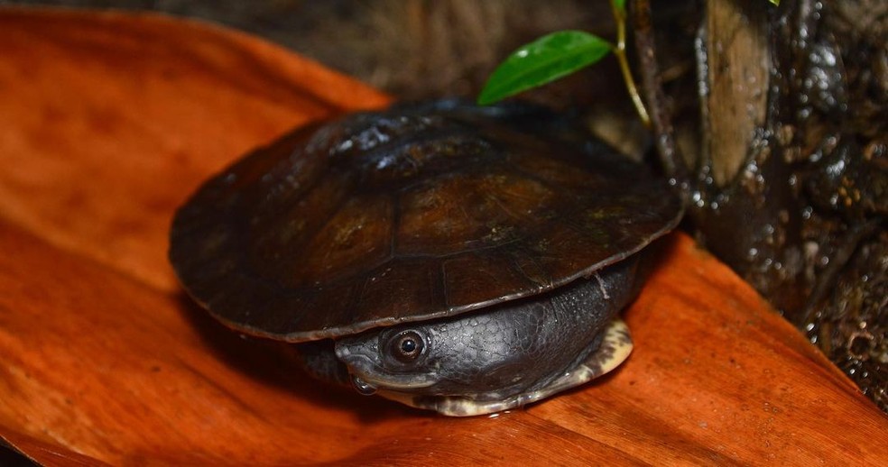 Nome científico da nova espécie de tartaruga de água doce foi em homenagem ao local onde ela é encontrada — Foto: Fábio Cunha/Reprodução/Instagram