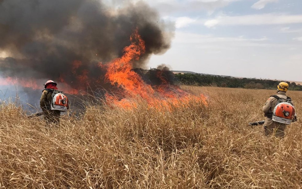 Incêndio em reserva ambiental onde filhote de veado-campeiro foi resgatado, em Caldas Novas, Goiás — Foto: Corpo de Bombeiros/Divulgação