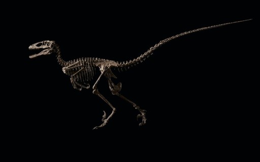 Busca do Google traz dinossauros de Jurassic World em realidade aumentada -  Revista Galileu