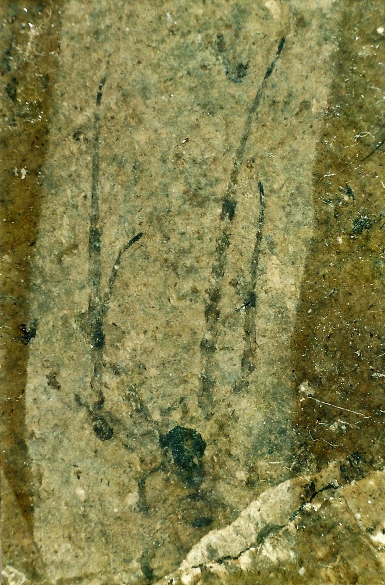 Aranha malhada de Taubaté: Pesquisa descobre espécie inédita que viveu há 30 milhões de anos