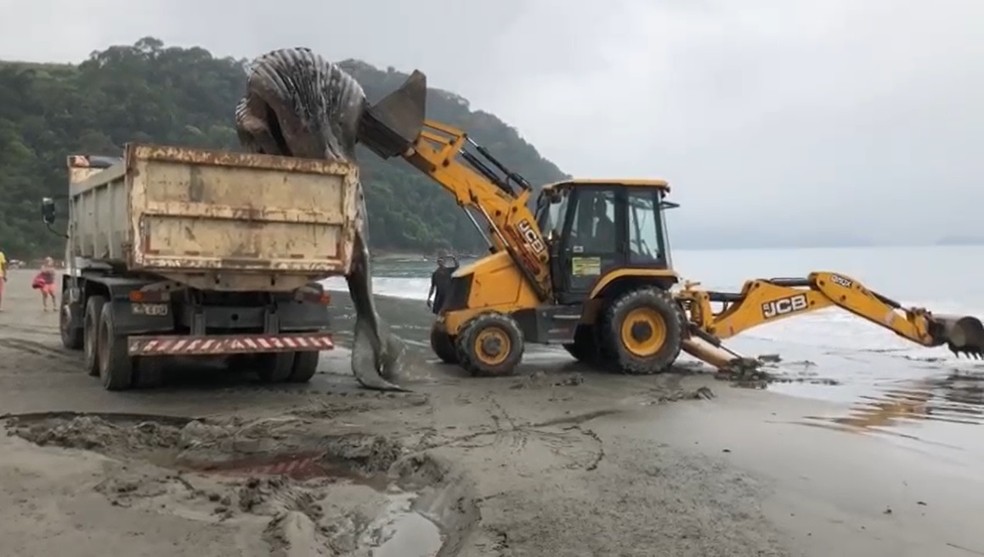 Baleia jubarte é removida de praia em Paraty — Foto: Reprodução