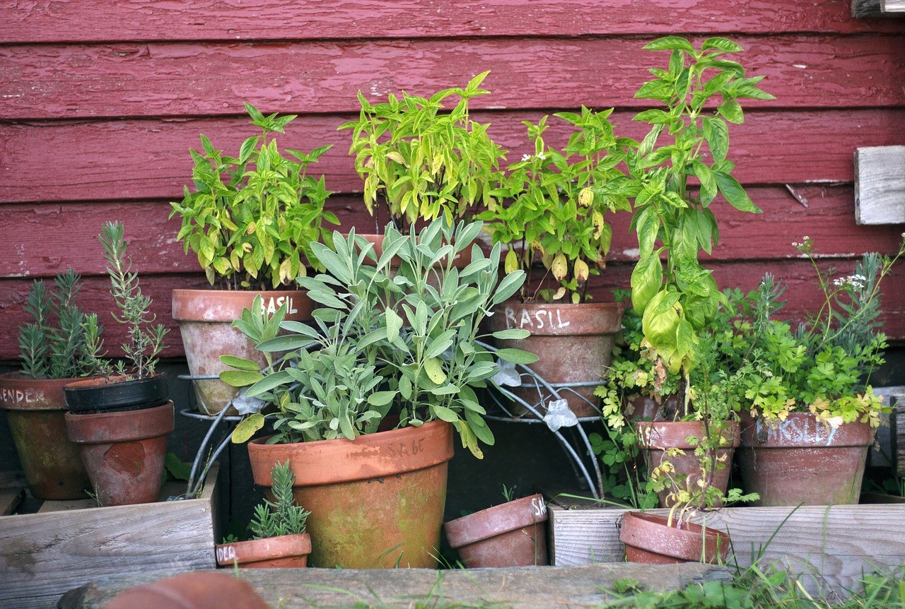As hortas em vasos são ideias para quem não dispõe de tanto espaço no lar e deseja cultivar alimentos orgânicos (Foto: Pixabay / OlgaofDG / CreativeCommons)