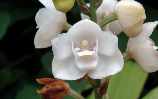 10 dicas para cuidar melhor das suas orquídeas - Casa e Jardim | Flores
