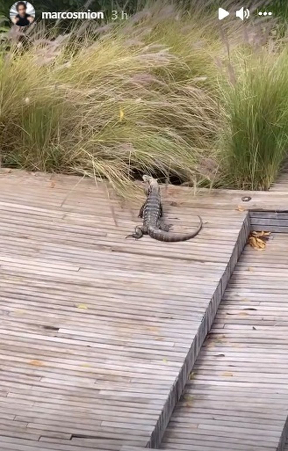 Animal aparece na casa de Marcos Mion — Foto: Reprodução/Instagram