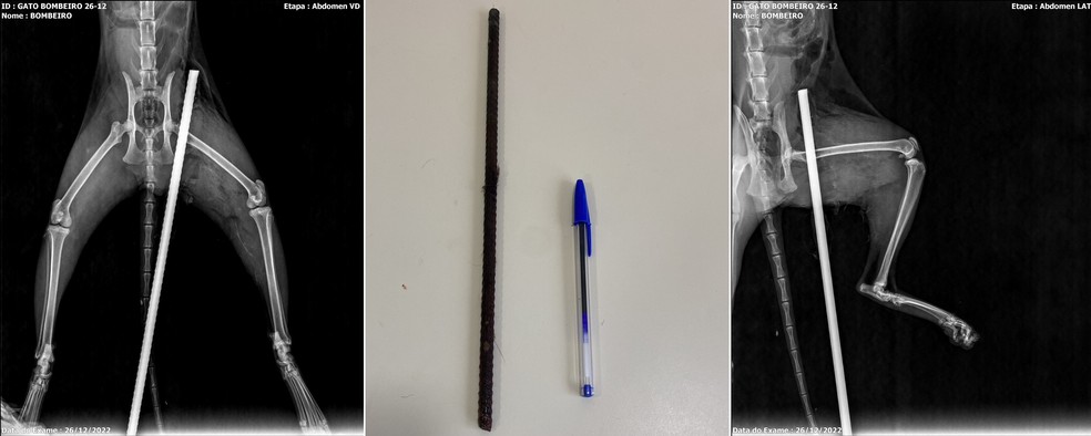 Exame de raio-X mostra vergalhão no corpo de gata em Jaú — Foto: Hospital Veterinário Araújo/Divulgação